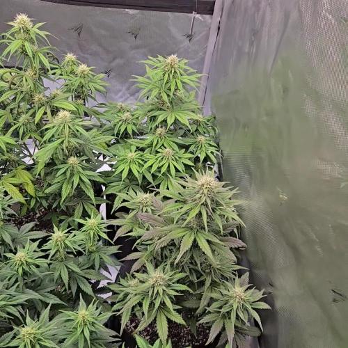 GuavaRuntzAuto