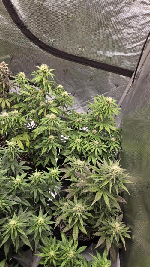 GuavaRuntzAuto. Week 5