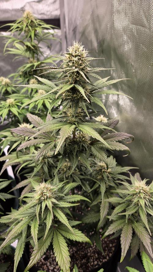 GuavaRuntzAuto. Week 5