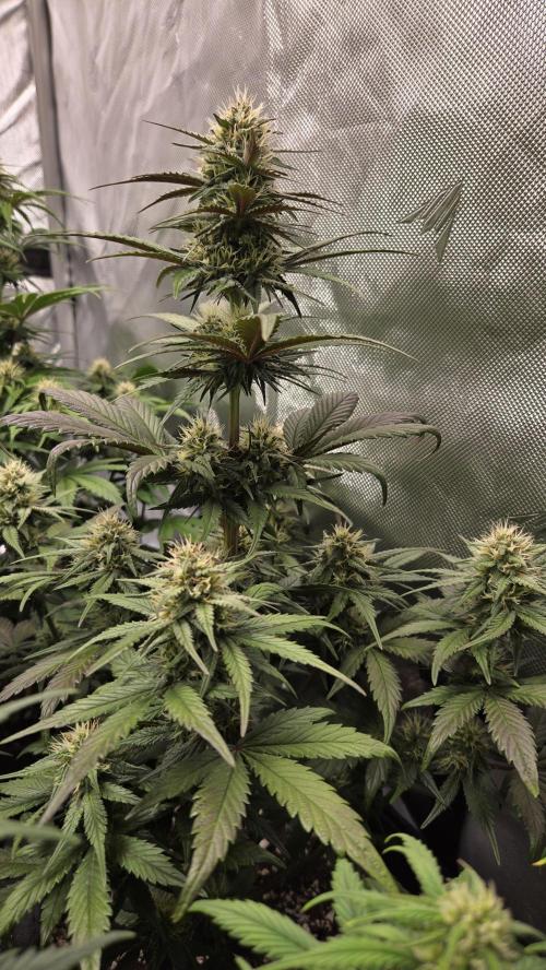 GuavaRuntzAuto. Week 5