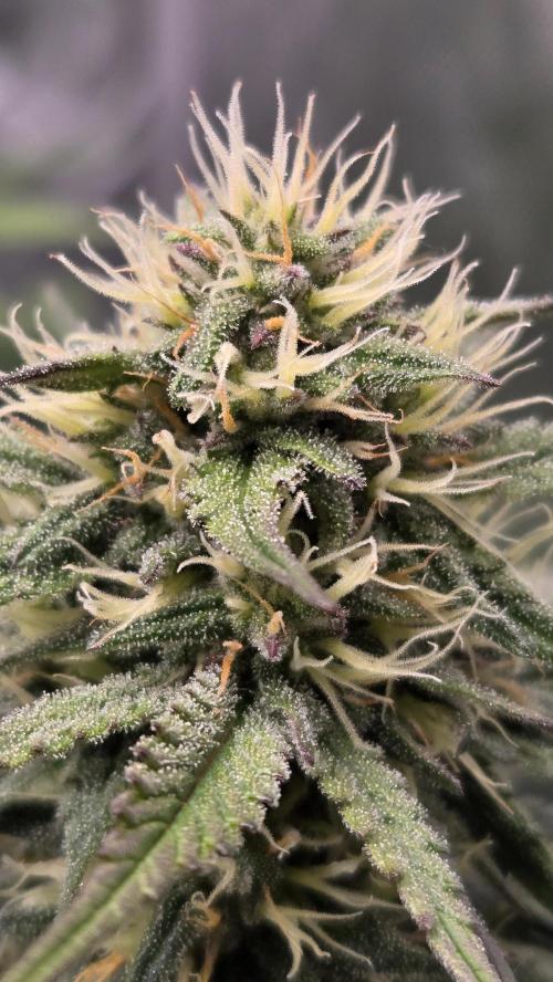 GuavaRuntzAuto. Week 5