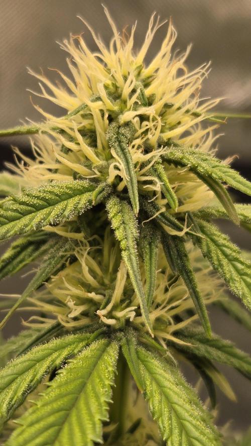 GuavaRuntzAuto. Week 5