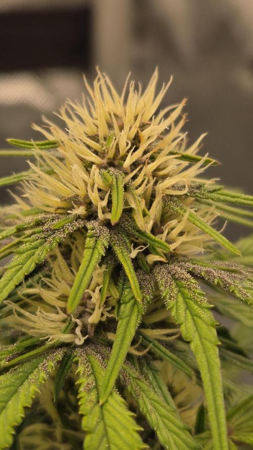 GuavaRuntzAuto. Week 5