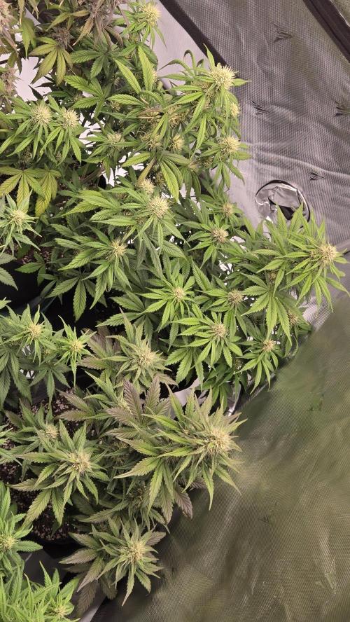 GuavaRuntzAuto. Week 5