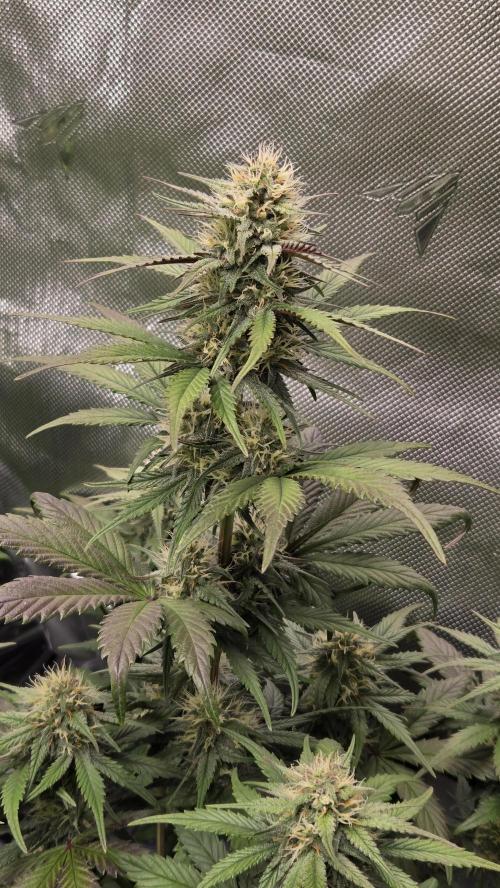 GuavaRuntzAuto. Week 5
