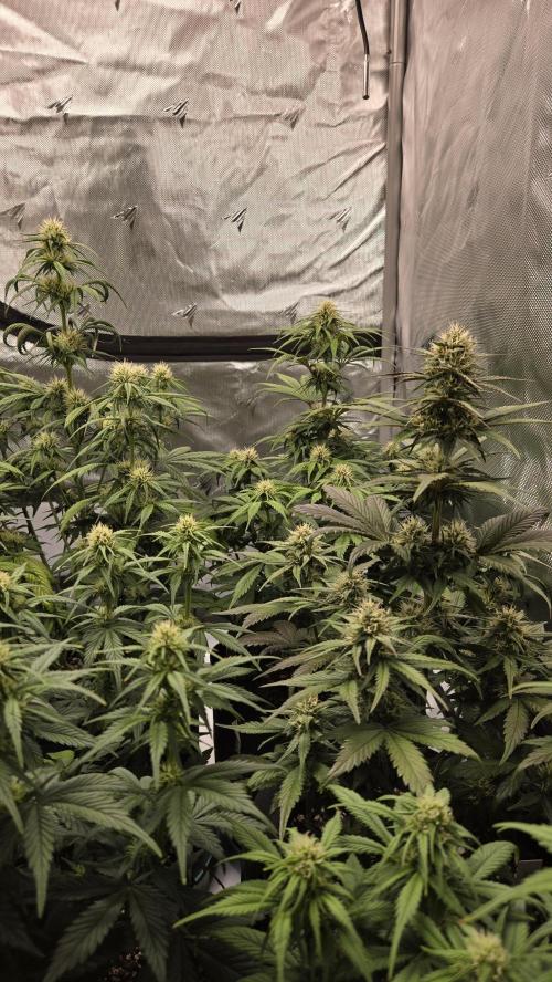GuavaRuntzAuto. Week 5