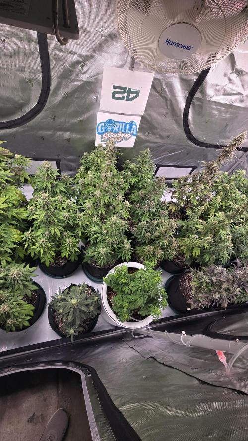 StrawberryGorillaAuto(RF3). Week 7