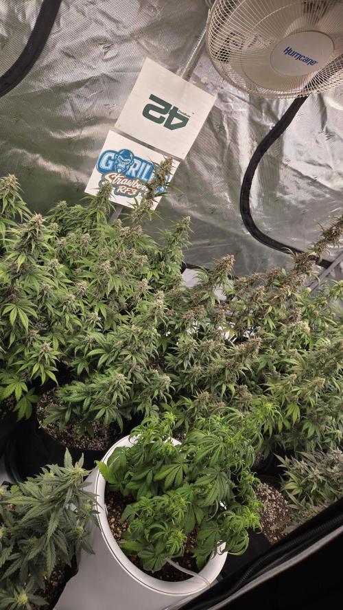 StrawberryGorillaAuto(RF3). Week 7