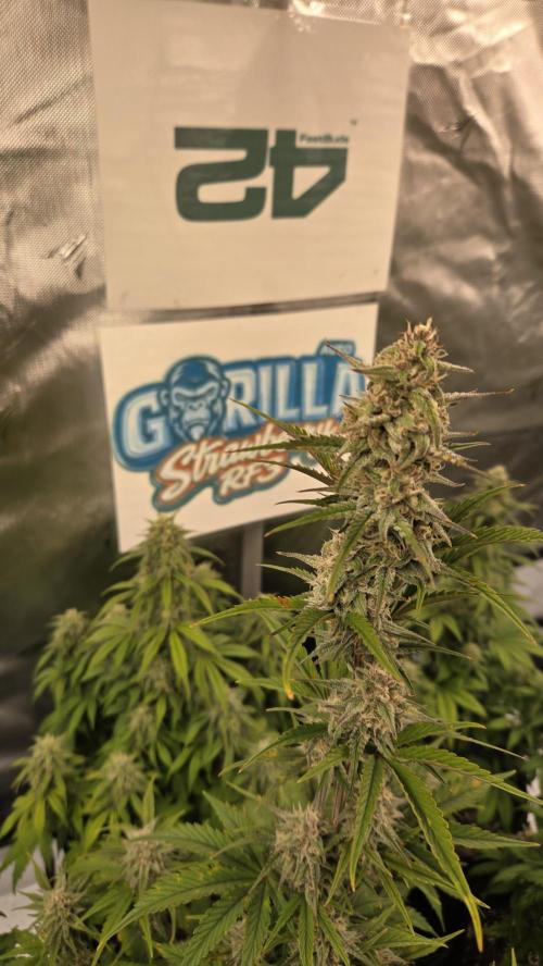 StrawberryGorillaAuto(RF3). Week 7