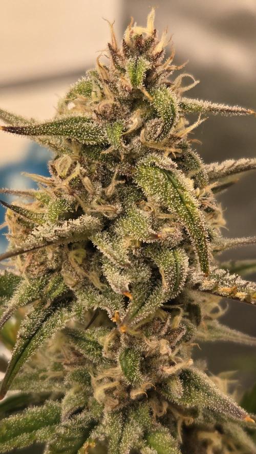 StrawberryGorillaAuto(RF3). Week 7