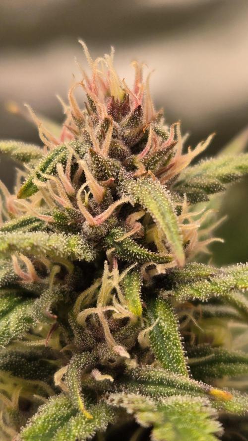 StrawberryGorillaAuto(RF3). Week 7
