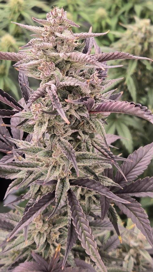 StrawberryGorillaAuto(RF3). Week 7