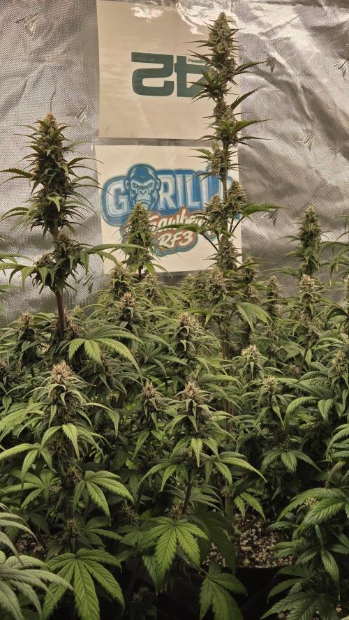 StrawberryGorillaAuto(RF3). Week 7