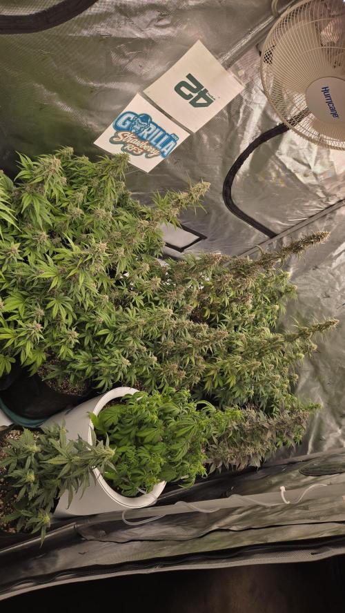 StrawberryGorillaAuto(RF3). Week 7