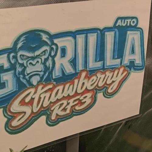 StrawberryGorillaAuto(RF3)