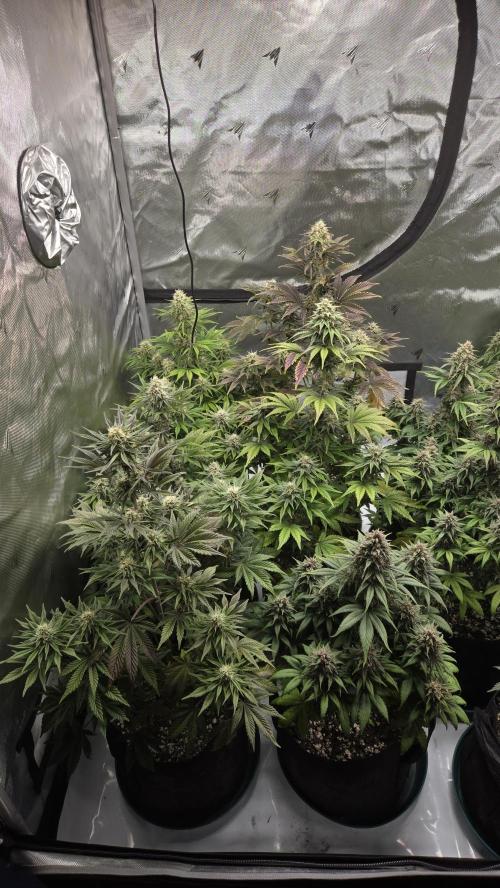 Mendo Frost Auto. Week 6