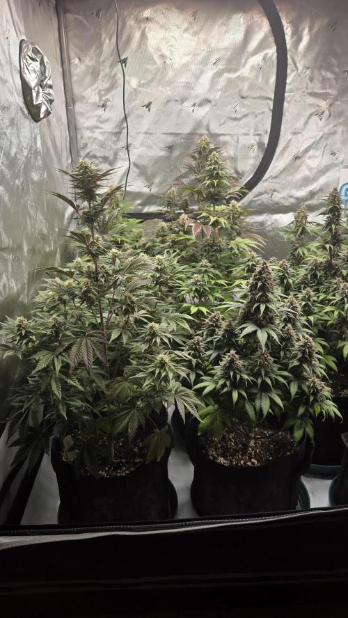Mendo Frost Auto. Week 6