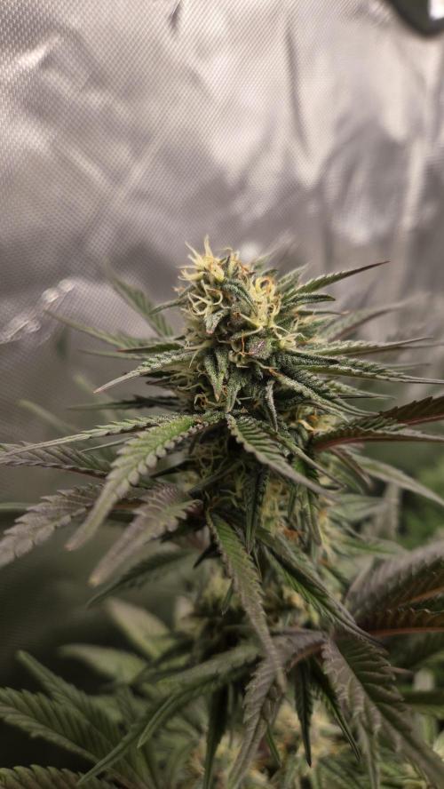 Mendo Frost Auto. Week 6