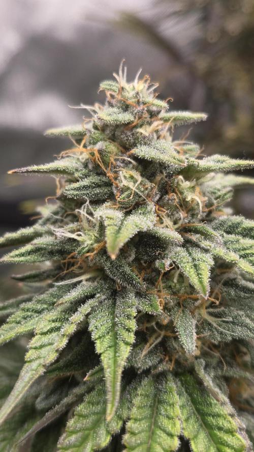Mendo Frost Auto. Week 6