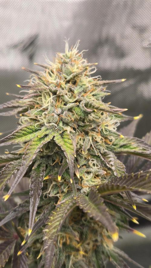 Mendo Frost Auto. Week 6