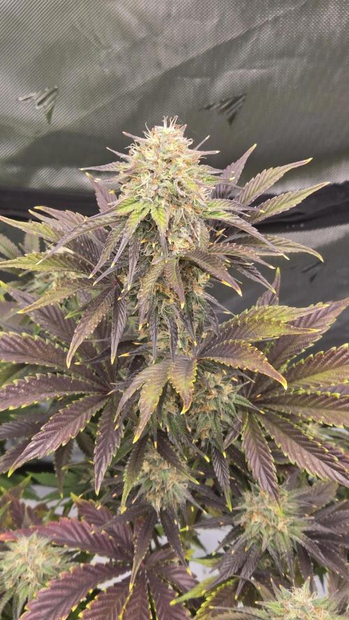 Mendo Frost Auto. Week 6