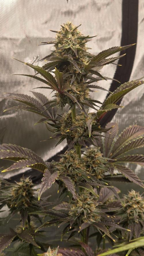 Mendo Frost Auto. Week 6