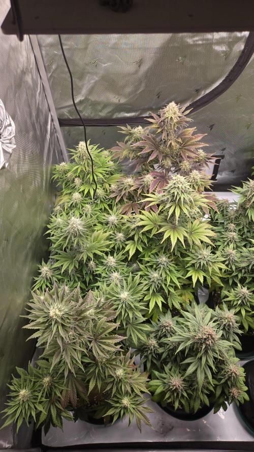 Mendo Frost Auto. Week 6