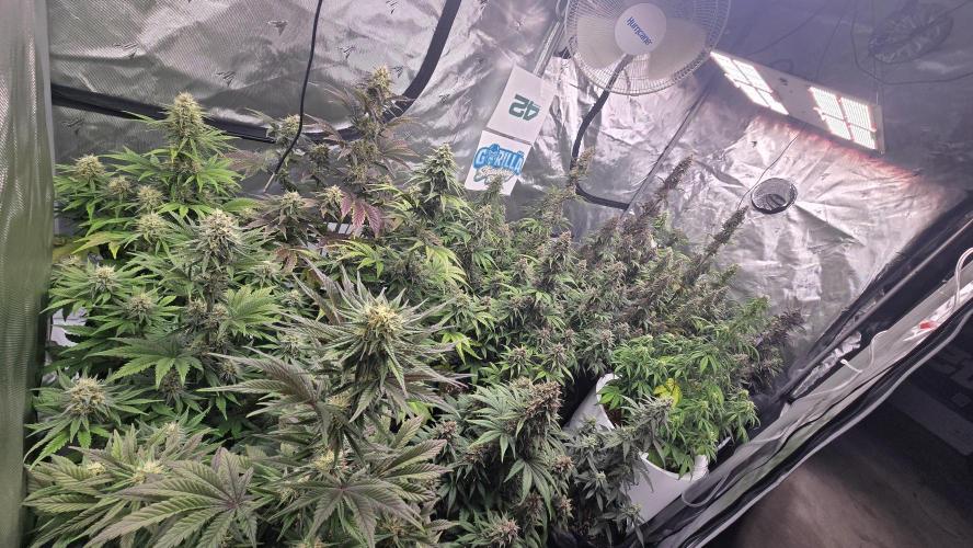 Mendo Frost Auto. Week 6