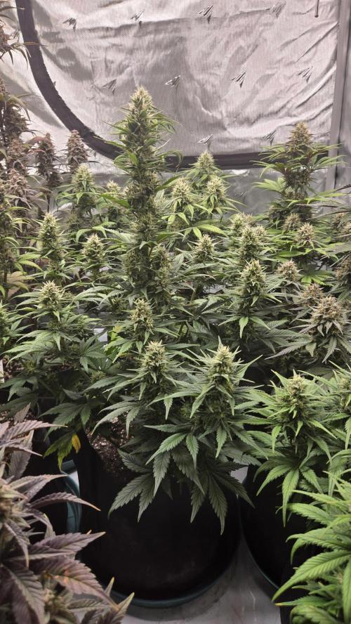 GuavaRuntzAuto. Week 6