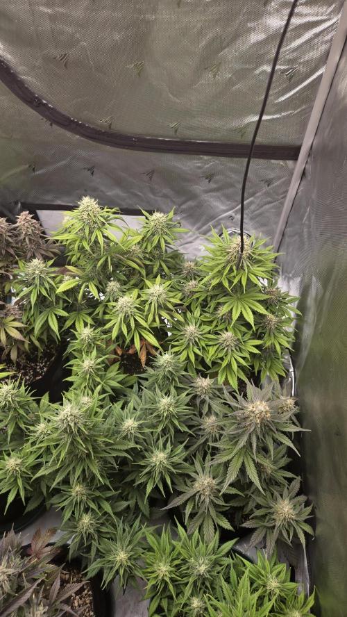 GuavaRuntzAuto. Week 6