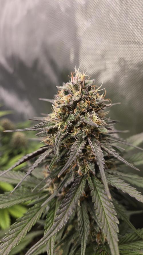 GuavaRuntzAuto. Week 6