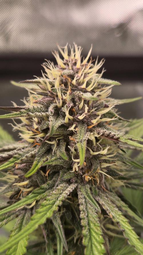 GuavaRuntzAuto. Week 6