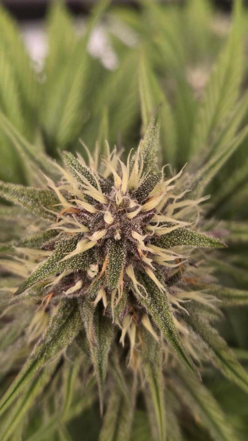 GuavaRuntzAuto. Week 6