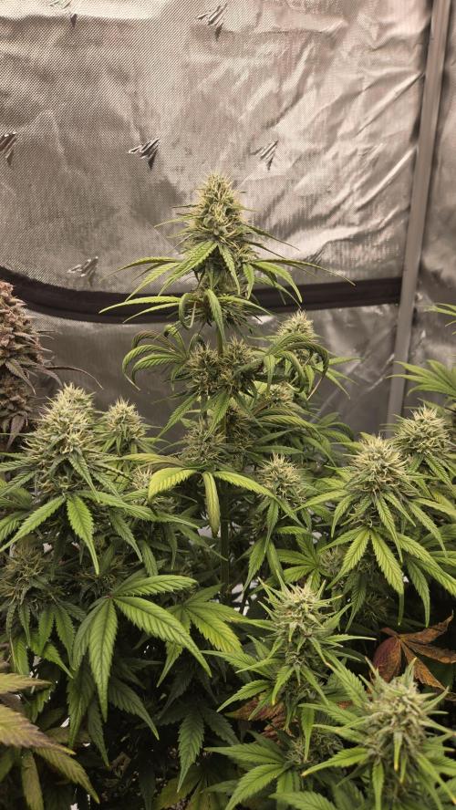 GuavaRuntzAuto. Week 6