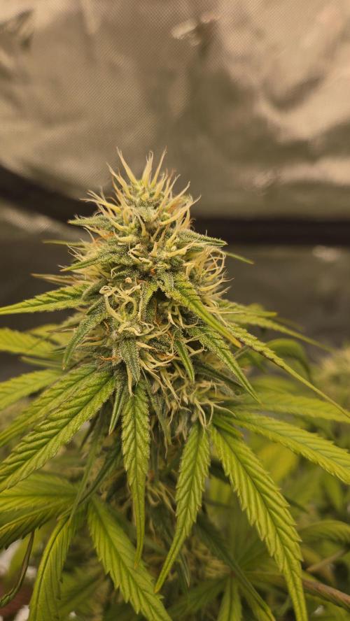 GuavaRuntzAuto. Week 6