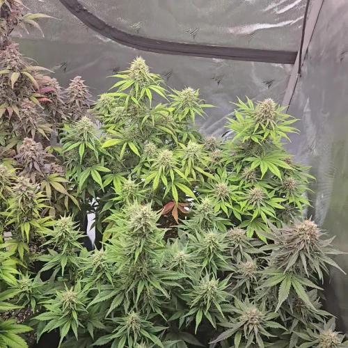 GuavaRuntzAuto