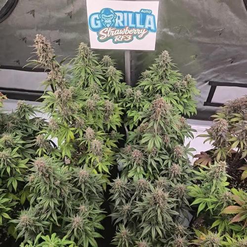 StrawberryGorillaAuto(RF3)