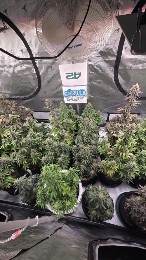 StrawberryGorillaAuto(RF3). Week 8