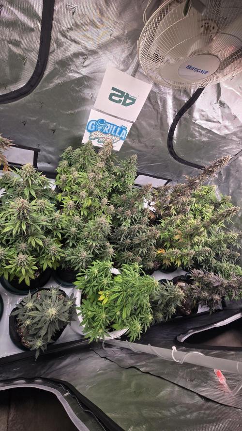 StrawberryGorillaAuto(RF3). Week 8