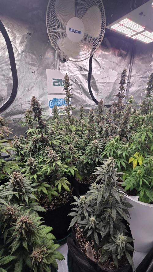 StrawberryGorillaAuto(RF3). Week 8