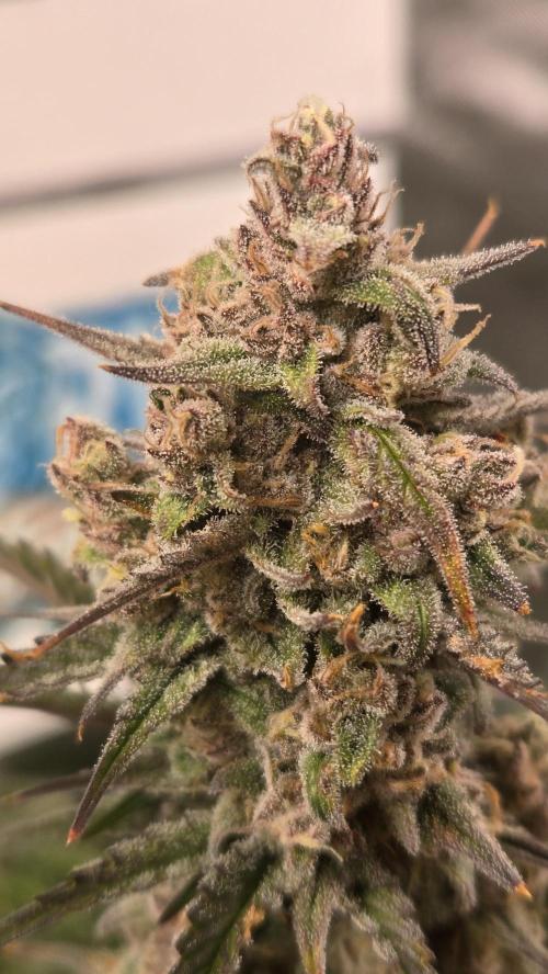 StrawberryGorillaAuto(RF3). Week 8