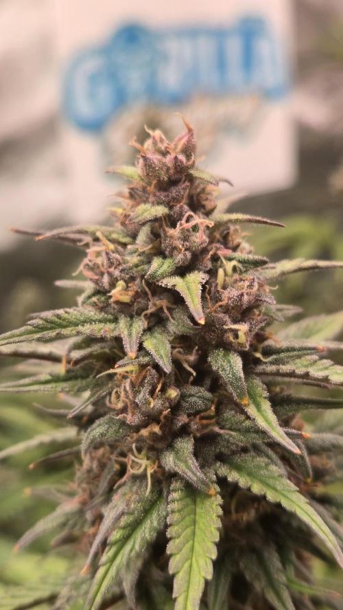 StrawberryGorillaAuto(RF3). Week 8