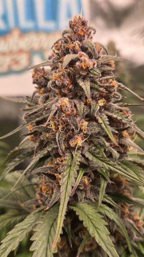 StrawberryGorillaAuto(RF3). Week 8