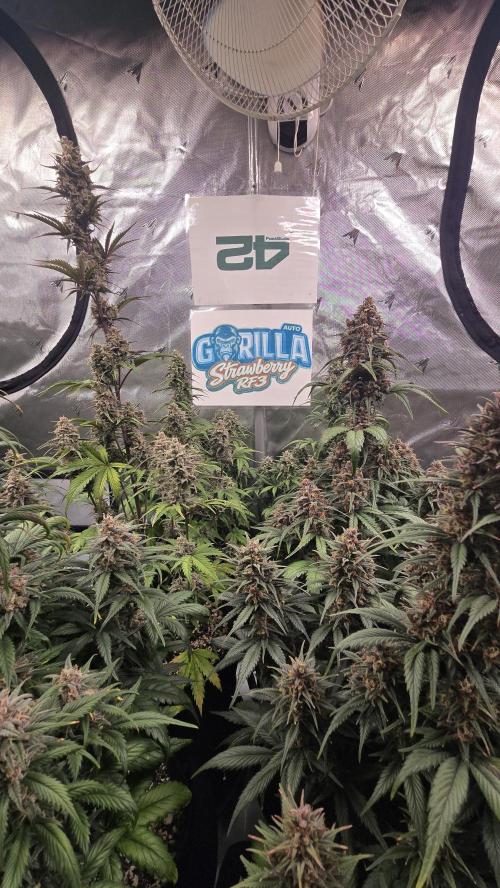 StrawberryGorillaAuto(RF3). Week 8