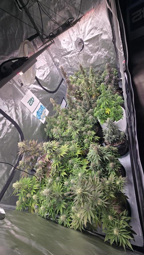 StrawberryGorillaAuto(RF3). Week 8