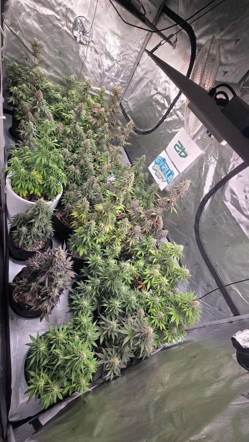 StrawberryGorillaAuto(RF3). Week 8