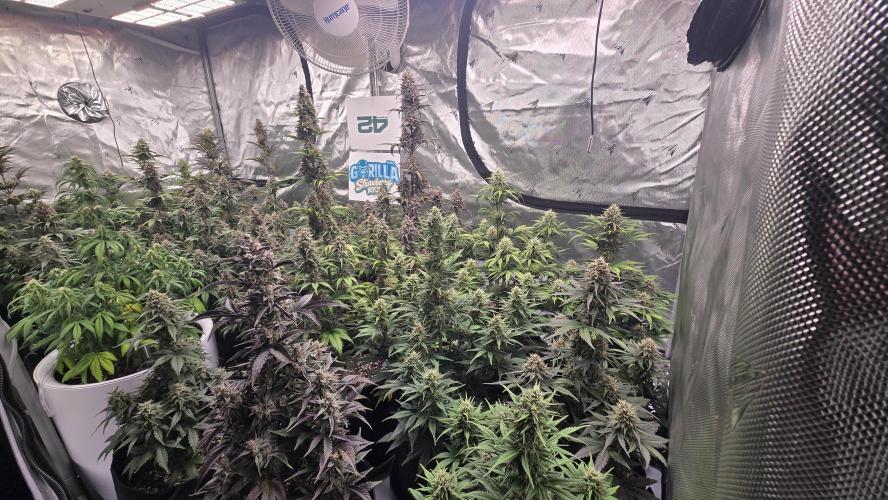 StrawberryGorillaAuto(RF3). Week 8