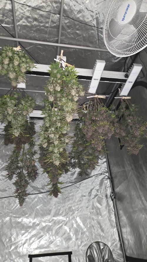 FrostBangerAuto. Week 10