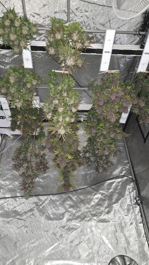 FrostBangerAuto. Week 10