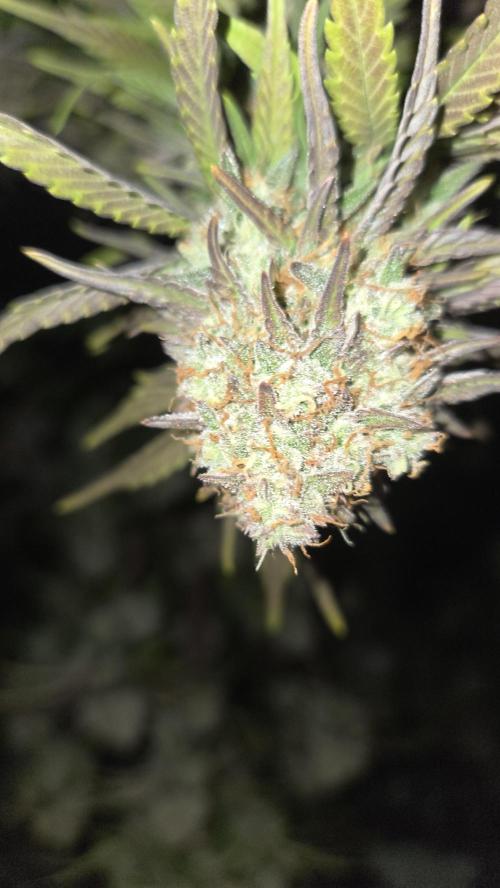 FrostBangerAuto. Week 10